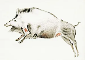 Rock Painting Gallery: Cave painting of a boar, artwork
