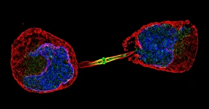 Fluorescence Micrograph Gallery: Cell division