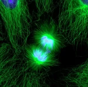 Images Dated 5th August 2011: Cell division, fluorescent micrograph