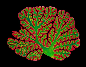 Cerebellum structure, light micrograph Cerebellum structure, light micrograph