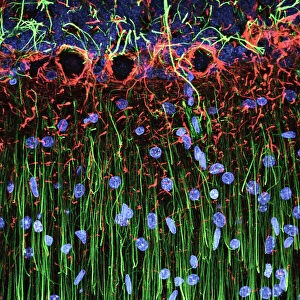 Central Nervous System Gallery: Cerebellum tissue, light micrograph