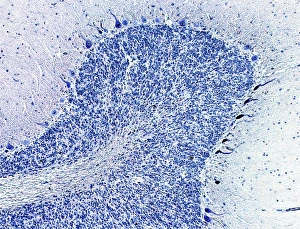 Coloured Light Micrograph Print of Cerebellum Tissue
