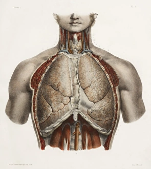 Chest anatomy, 19th Century illustration Chest anatomy, 19th Century illustration