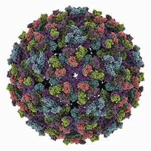 Chikungunya virus capsid
