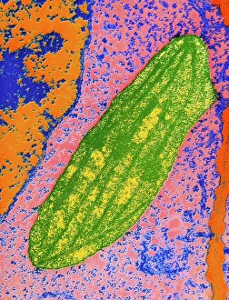 Images Dated 28th October 1993: Chloroplast in cell of pea plant