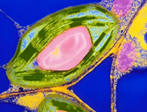 Chloroplasts from leaf of Coleus Chloroplasts from leaf of Coleus
