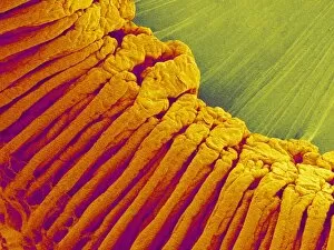 Images Dated 7th September 2004: Ciliary body