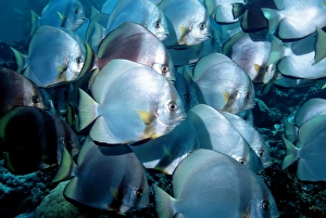 Circular spadefish Circular spadefish