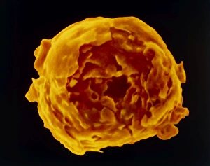 Circumstellar graphite grain, electron micrograph Circumstellar graphite grain, electron micrograph