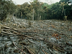 Clearing of the rainforest (deforestation) Clearing of the rainforest (deforestation)