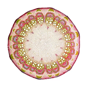 Clematis Stem Transverse Section Print