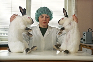 Cloned rabbits Cloned rabbits
