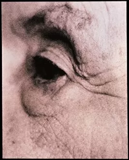 Images Dated 12th March 1999: Close-up of an elderly womans eye (side view)