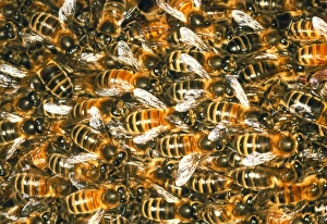 Close-up of honey bees (Apis mellifera) Close-up of honey bees (Apis mellifera)