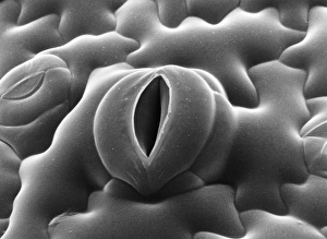Closed and open stomata on tobacco leaf Closed and open stomata on tobacco leaf