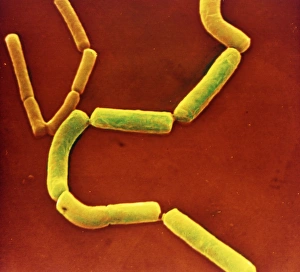 Clostridium perfringens bacteria Clostridium perfringens bacteria