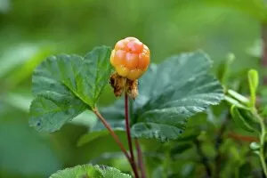 Botanical Prints: Cloudberry (Rubus chamaemorus)