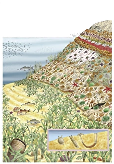 Microorganisms Gallery: Coastal wildlife, artwork C016 / 7191