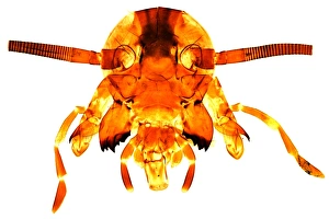 Cockroach's head, light micrograph Cockroach's head, light micrograph