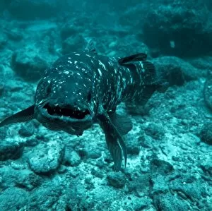 Images Dated 11th June 2002: Coelacanth fish