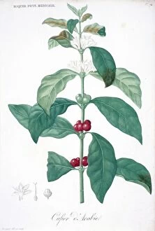 Magnoliophyta Gallery: Coffee plant, 19th century C016 / 5141