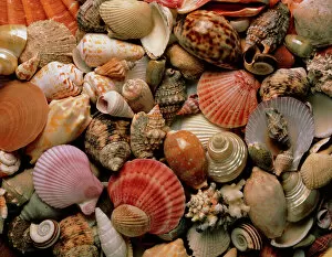 Images Dated 1st September 2004: Collection of sea shells