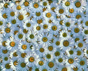 Compositae Collection: Collection of white daisy flowers