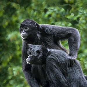 Colombian black-faced spider monkeys Colombian black-faced spider monkeys