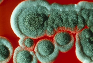 Colonies of Penicillium chrysogenum fungus Colonies of Penicillium chrysogenum fungus