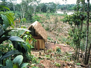 Colonists clearing rainforest by Ecuadorian Amazon Colonists clearing rainforest by Ecuadorian Amazon