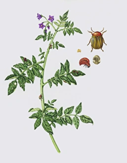 Colorado potato beetle on potato plant Colorado potato beetle on potato plant