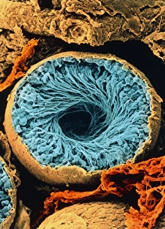 Colour SEM of seminiferous tubule of the testis Colour SEM of seminiferous tubule of the testis
