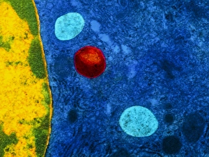 Colour TEM of primary lysosome in liver cell Colour TEM of primary lysosome in liver cell