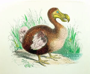 Images Dated 27th June 2002: Coloured Engraving of a dodo