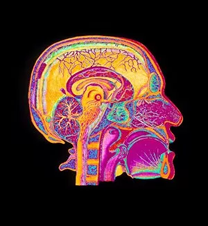 Images Dated 8th January 1996: Coloured illustration of sectioned brain in head