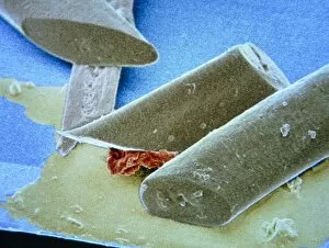 Images Dated 5th May 1994: Coloured SEM of beard shavings on a razor blade