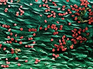 Images Dated 21st August 1998: Coloured SEM of blood vessel with red blood cells