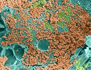 Images Dated 29th April 1998: Coloured SEM of bone marrow in spongy bone