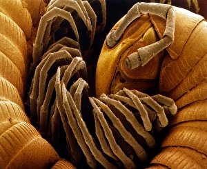 Coloured SEM of a coiled garden millipede Coloured SEM of a coiled garden millipede