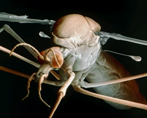 Coloured SEM of a crane fly (Tipula maxima) Coloured SEM of a crane fly (Tipula maxima)