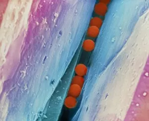 Images Dated 1st July 1998: Coloured SEM of DNA security beads on a diamond