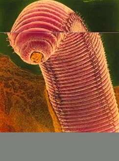 Images Dated 20th April 1999: Coloured SEM of an earthworm, Lumbricus t