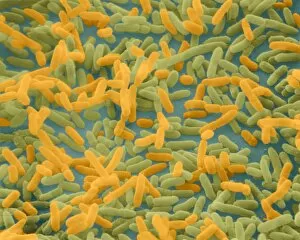 Images Dated 4th November 1997: Coloured SEM of Escherichia coli bacteria