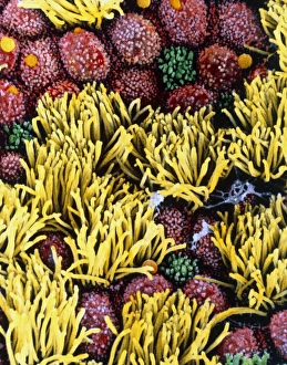 Images Dated 24th July 1997: Coloured SEM of fallopian tube cilia & microvilli