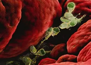 Images Dated 24th June 2002: Coloured SEM of Giardia lamblia in human intestine