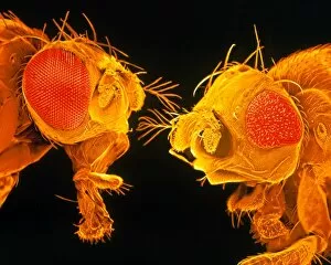 Images Dated 1st April 2003: Coloured SEM of heads of normal & mutant fruit fly