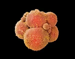 Images Dated 19th February 2004: Coloured SEM of human embryo at 8-cell stage