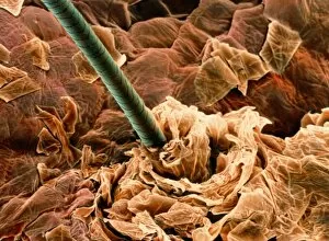 Microscopic Photos Collection: Coloured SEM of a human hair on the skin