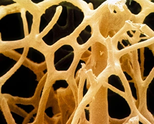 Coloured SEM of a natural sponge Coloured SEM of a natural sponge