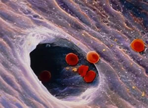 Images Dated 17th June 2003: Coloured SEM of red blood cells in blood vessel